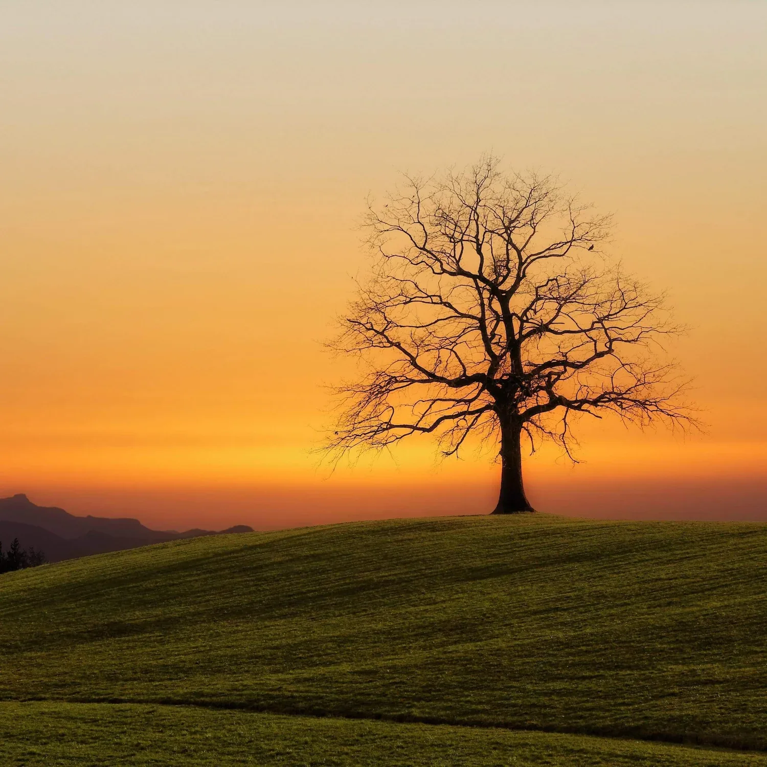 Albero spoglio su una collina al tramonto arancione